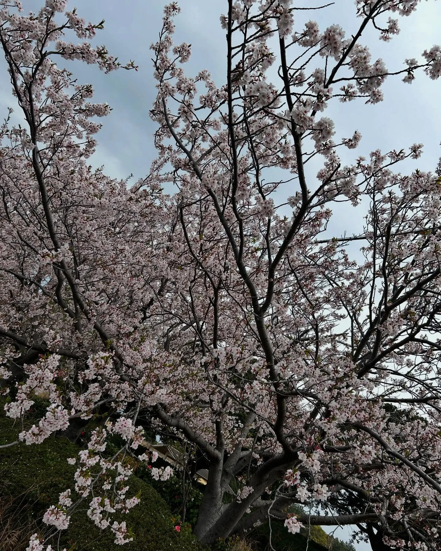 はい、こんにちは。